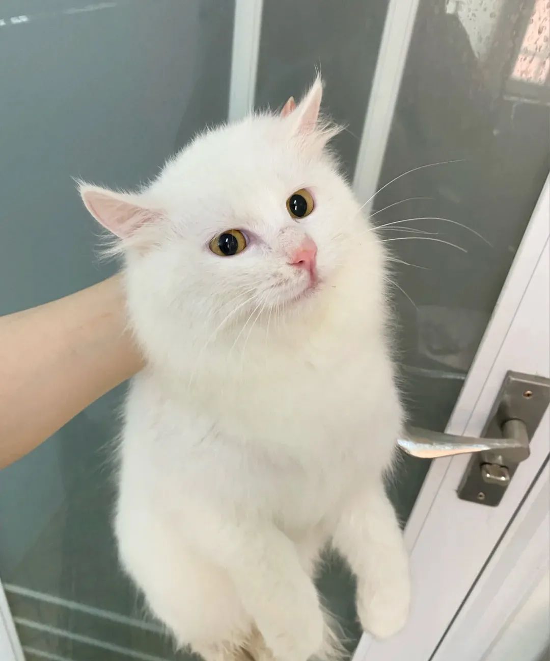 国外小哥捡到一只绵羊猫养了半年之后哭了