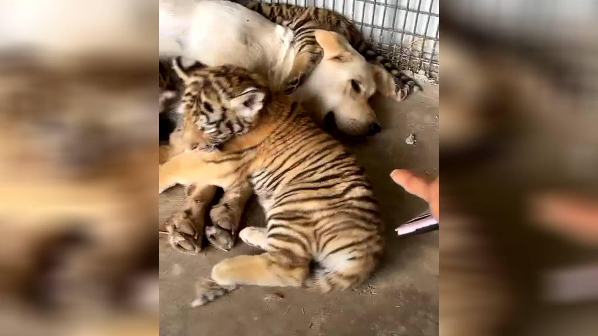 龙口一虎妈妈不喂奶 拉布拉多犬成小虎崽临时“奶妈”休闲区蓝鸢梦想 - Www.slyday.coM