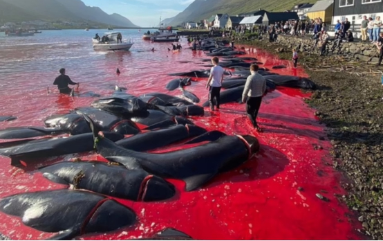 海洋变成了血红色丹麦开启屠杀盛宴175头鲸鱼命丧人类之手