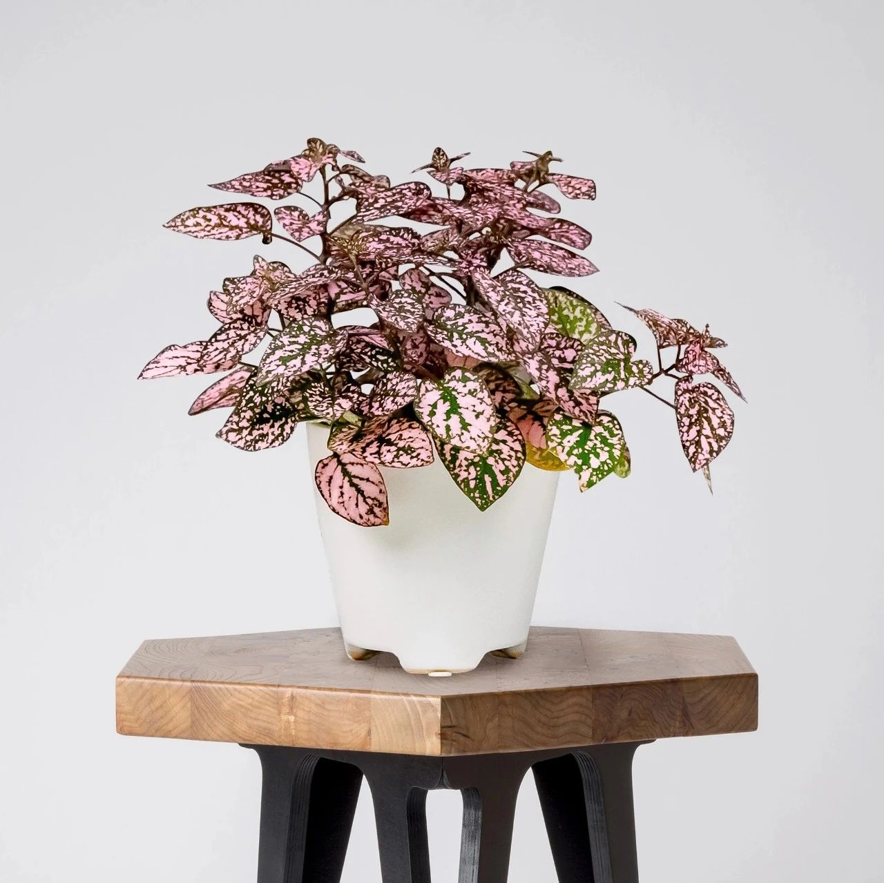 10种叶色斑斓的观叶植物集合,都适合养成室内观