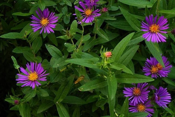 养花试试这几款,花朵迷人,花香阵阵,一年四季都可开花