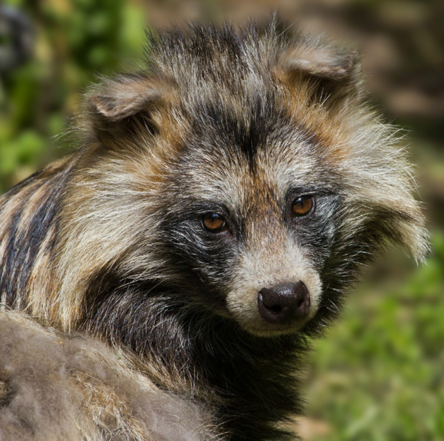 什么地方来的湖北武汉一小区出现多只貉专家能够和人共处