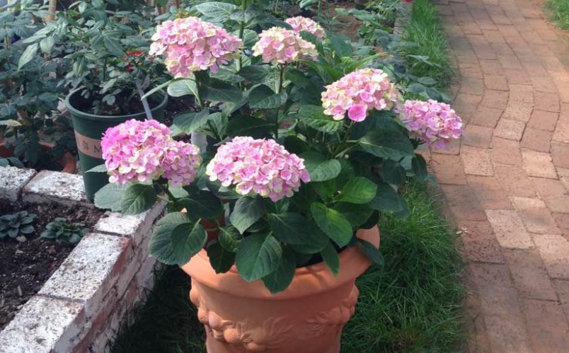 此花因演员张馨予而火出圈,夏养做到3点,人人都能拥有同款|绣球花