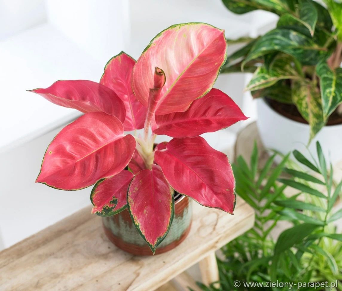 10种叶色斑斓的观叶植物集合,都适合养成室内观