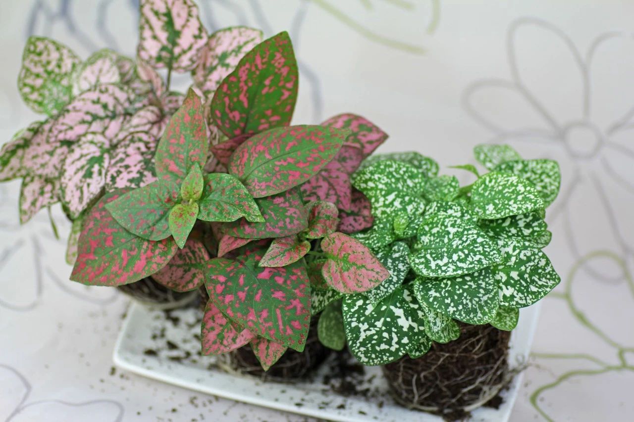 10种叶色斑斓的观叶植物集合,都适合养成室内观