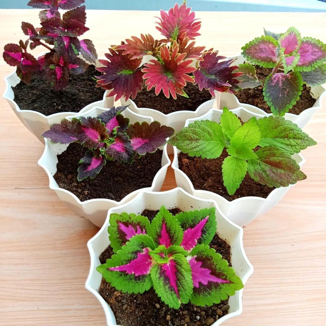 1.彩叶草适合养室内桌面的彩叶植物集合