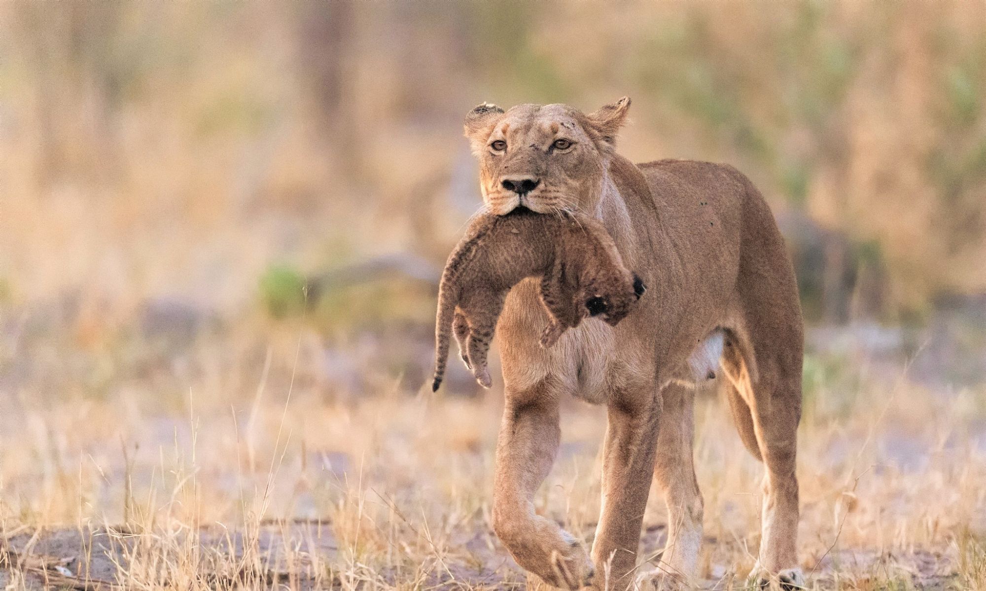 狮子为何没有进化出食草能力?既食肉又吃草,岂不生存无忧?