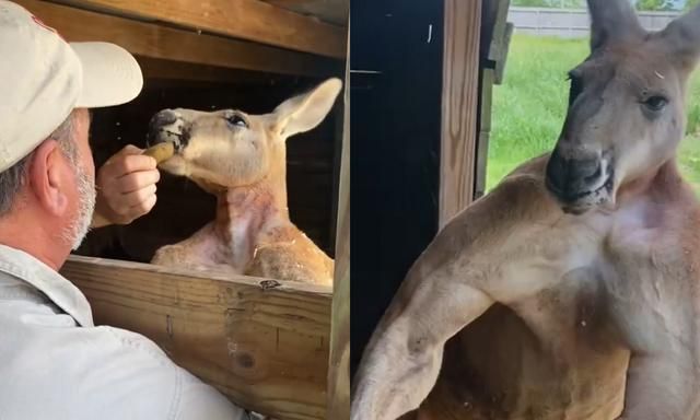 袋鼠露出满身肌肉,狂秀健美二头肌,网赞:是袋鼠界馆长!