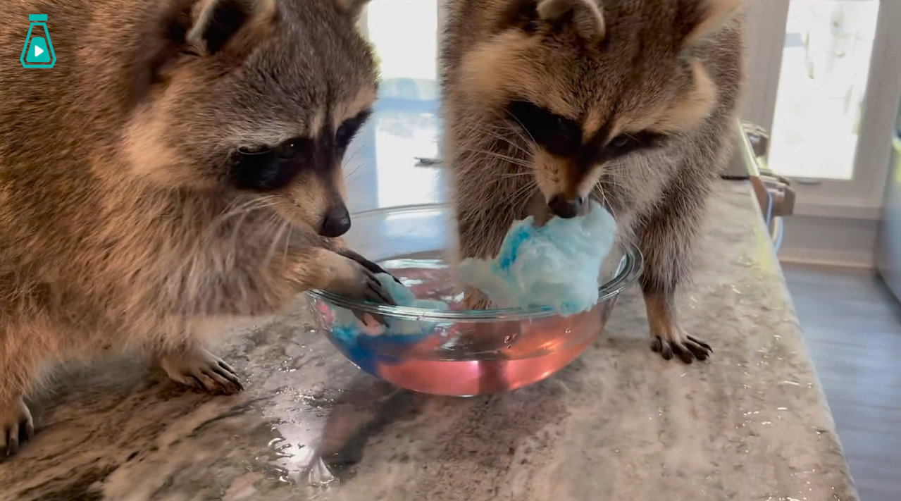 铲屎官发坏,给在吃棉花糖的小浣熊送了一碗水