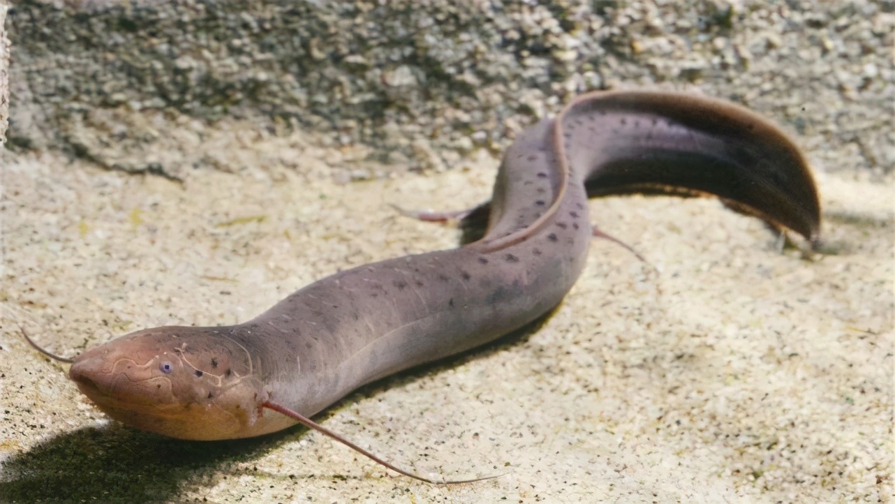 不知道大家有没有听说过这么一句话,就是"千年草籽,万年鱼籽",草籽指