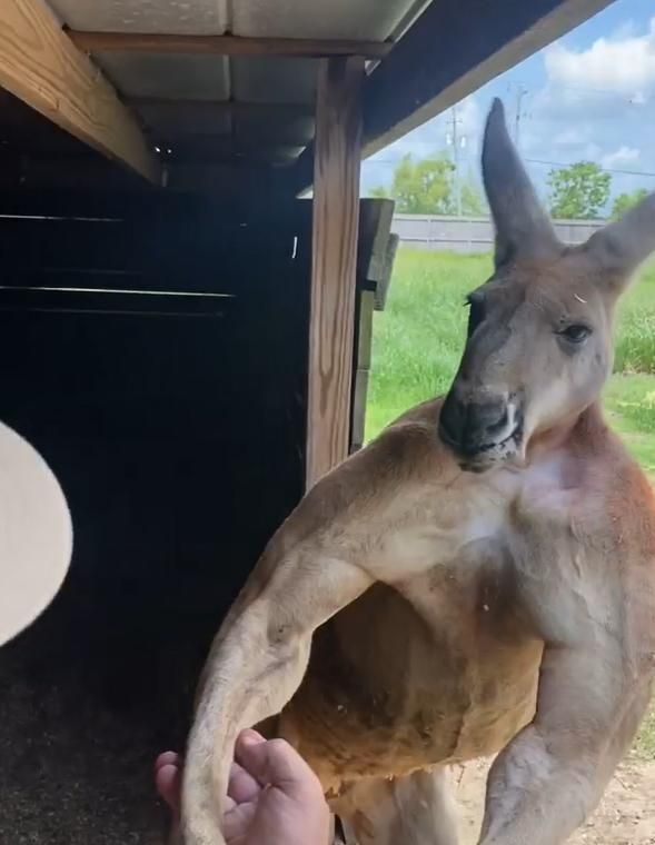 袋鼠露出满身肌肉,狂秀健美二头肌,网赞:是袋鼠界馆长!