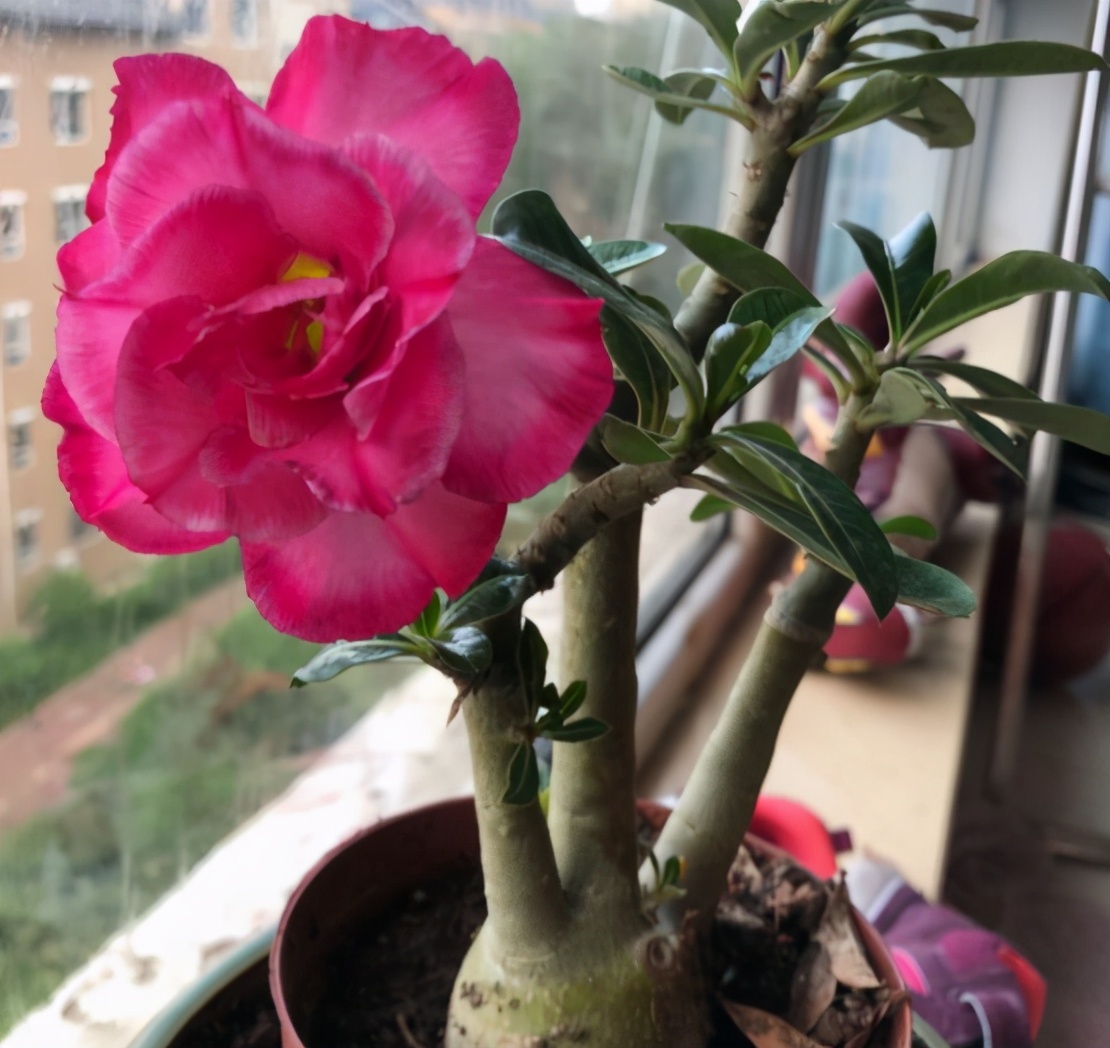 夏季入手沙漠玫瑰最合适,但是栽种不能"偷懒",否则容易烂掉