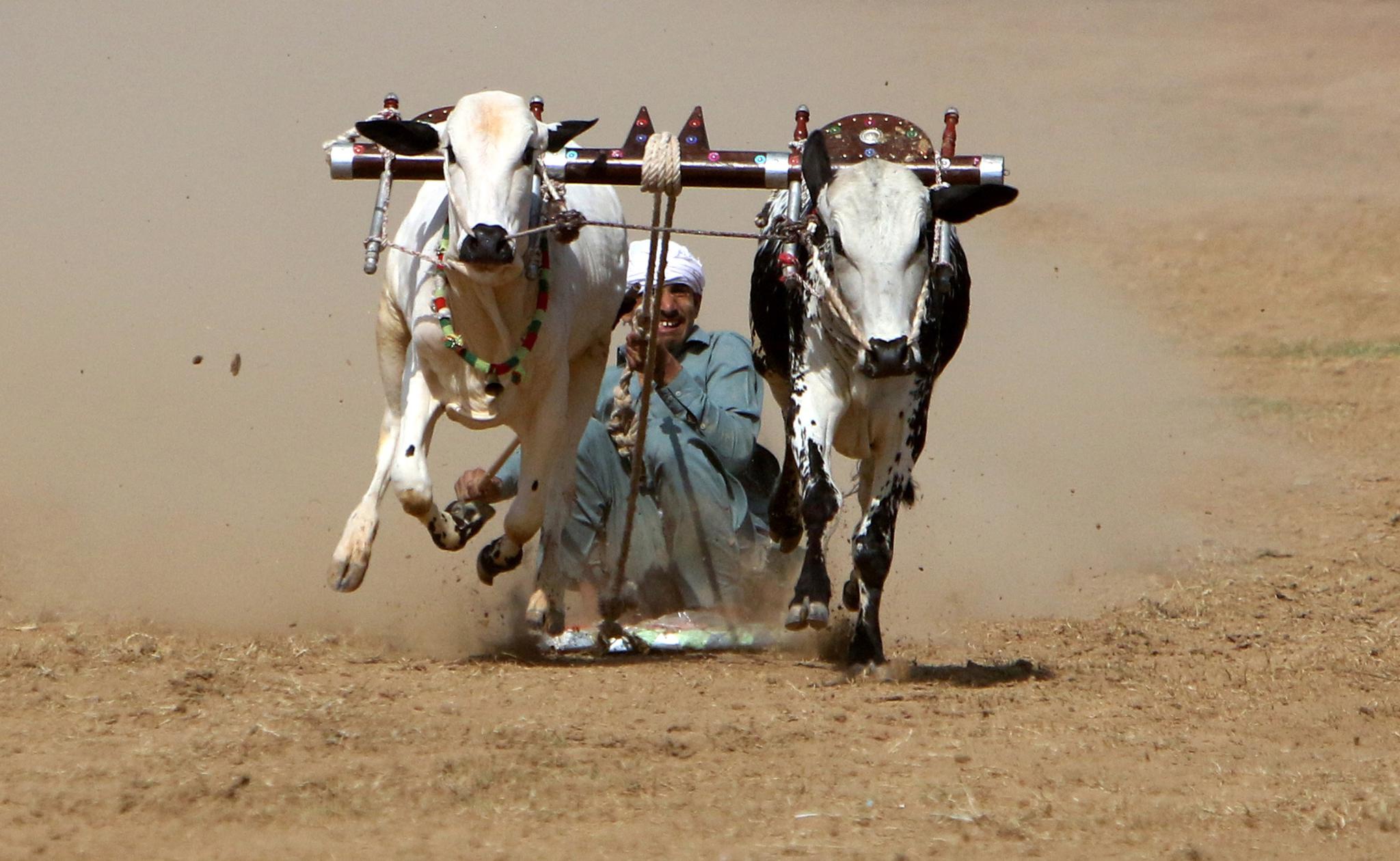 6月27日,参赛者在巴基斯坦拉瓦尔品第参加公牛竞速大赛.新华社/欧新