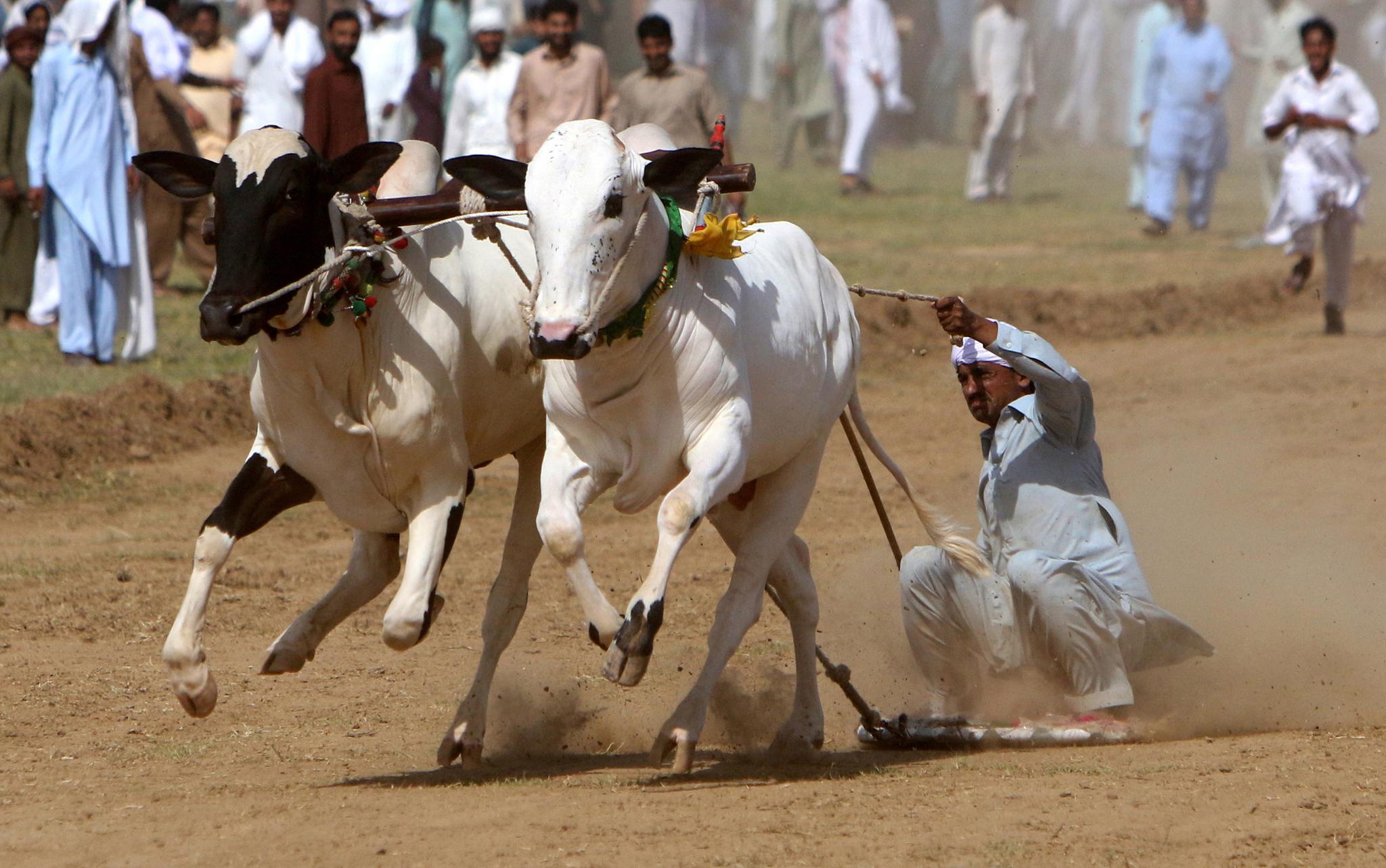 6月27日,参赛者在巴基斯坦拉瓦尔品第参加公牛竞速大赛.新华社/欧新