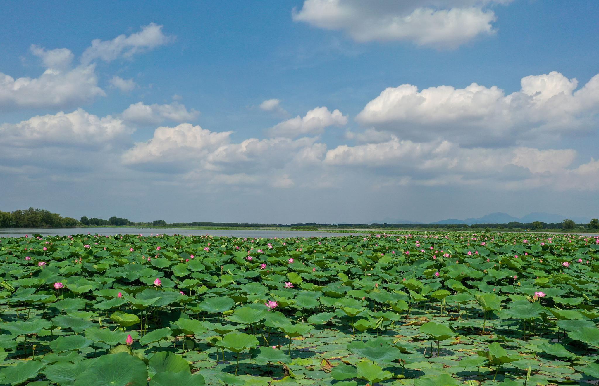 济南白云湖生态优先绘美景