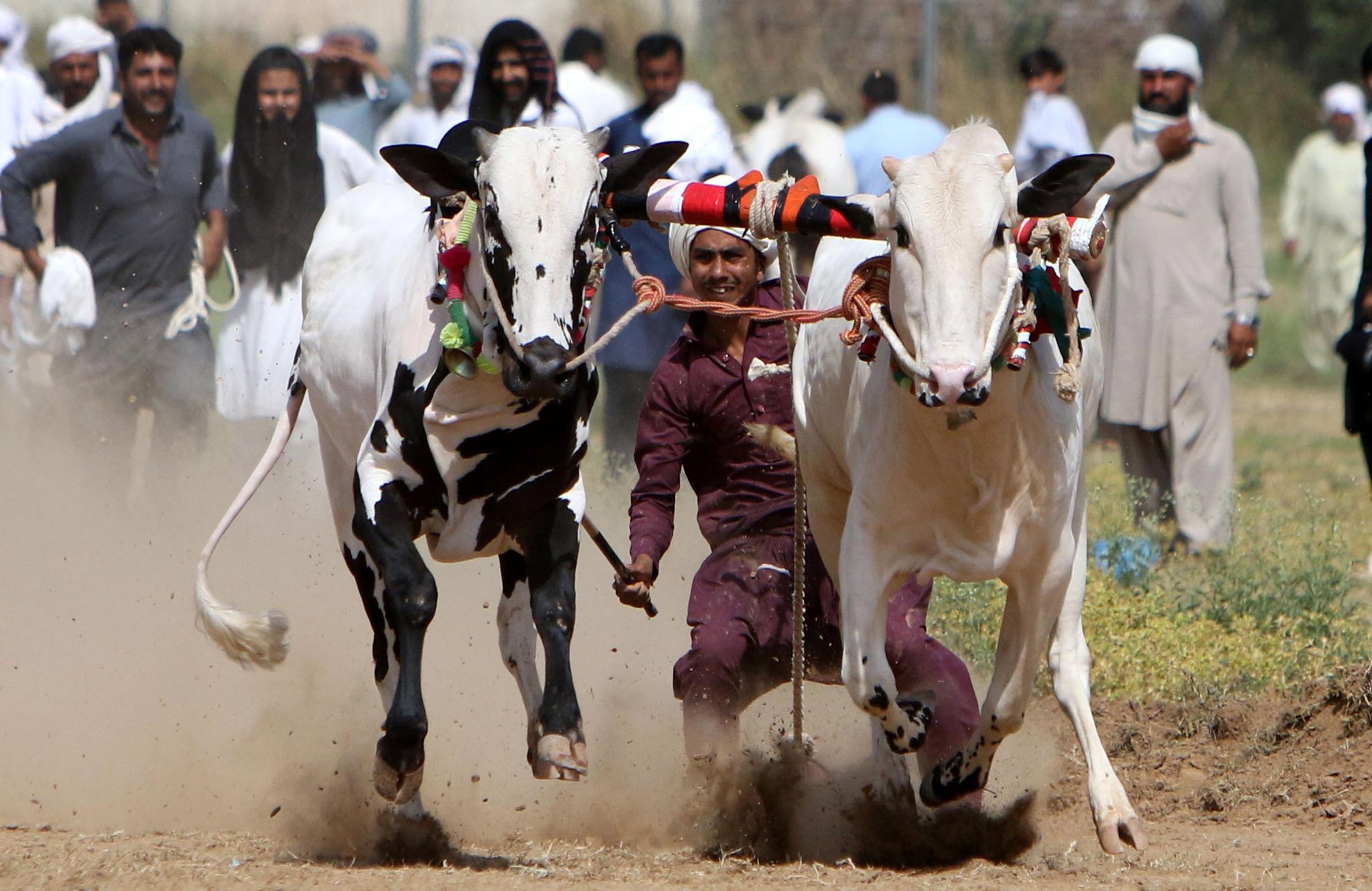 6月27日,人们在巴基斯坦拉瓦尔品第观看公牛竞速大赛.新华社/欧新