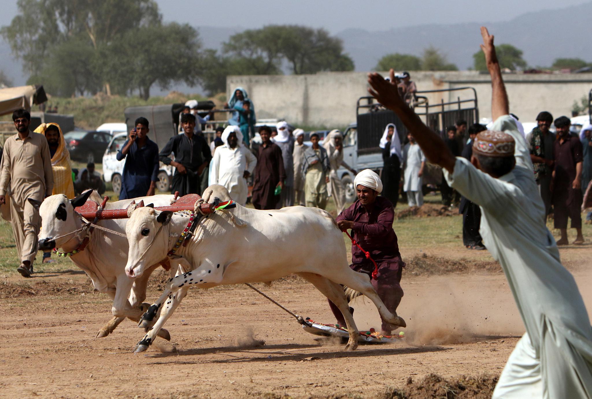 6月27日,参赛者在巴基斯坦拉瓦尔品第参加公牛竞速大赛.新华社/欧新