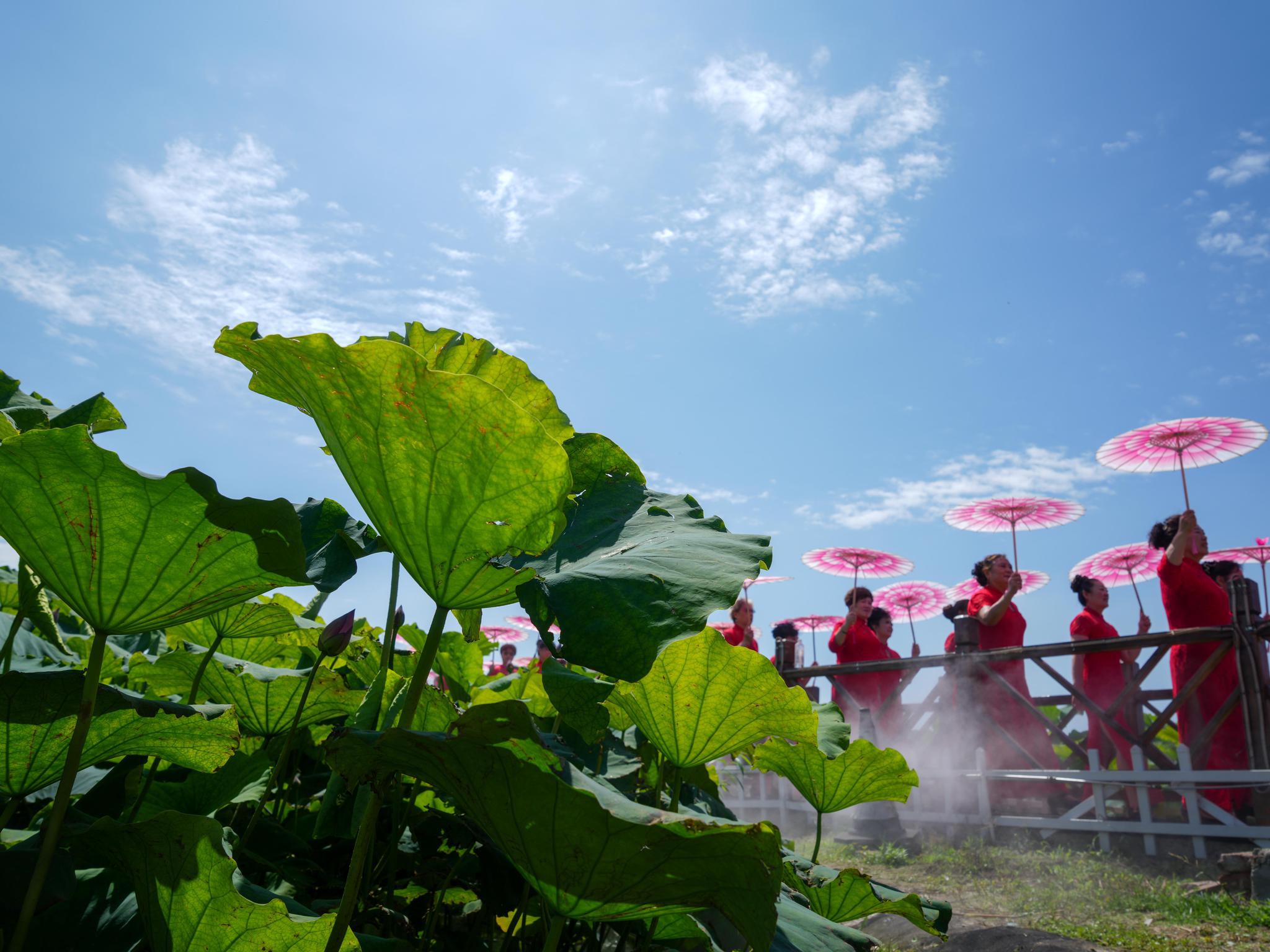 正文  近年来,山东济南章丘区白云湖街道依托白云湖国家湿地公园建设