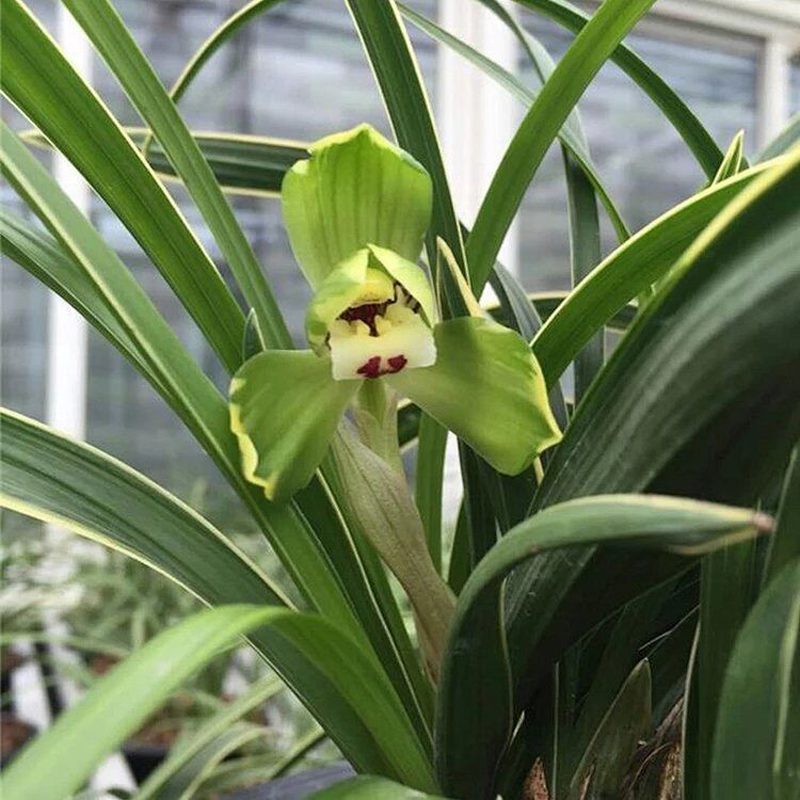 人工杂交兰花在形态,香味等方面和自然杂交的兰花并没有差异,同样是