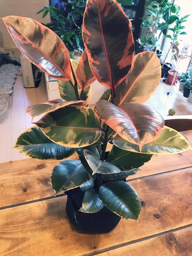 在家里养花叶橡皮树盆栽为啥会掉叶养护要注意那几点