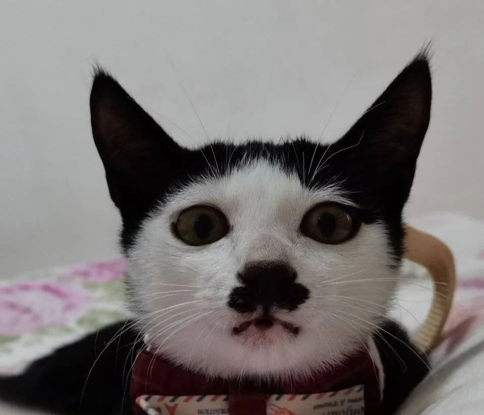 网友们晒微博上的丑猫,太搞笑了,简直辣"瞎"双眼|猫|猫咪|八字眉_新浪