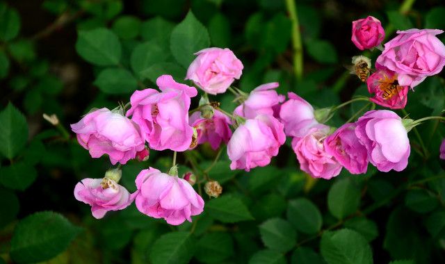 夏季月季花越开越小,是4个方面的原因,做好后开花又大又鲜艳