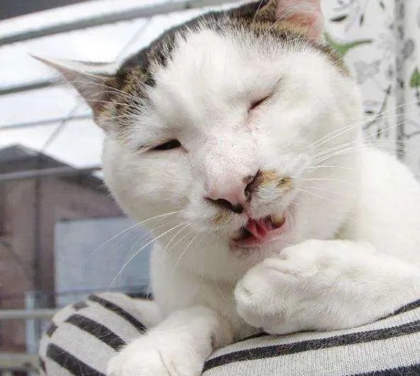 网友们晒微博上的丑猫,太搞笑了,简直辣"瞎"双眼