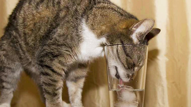 为什么猫咪总爱"打翻水碗"?