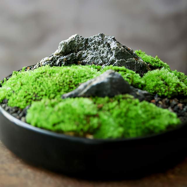 用苔藓做盆景投入不过油钱成品价格不