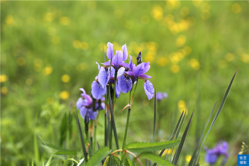 暑假去哪里玩?呼伦贝尔草原景美羊肥,是一个去了还想再去的地方休闲区蓝鸢梦想 - Www.slyday.coM 暑假去哪里玩?呼伦贝尔草原景美羊肥,是一个去了还想再去的地方休闲区蓝鸢梦想 - Www.slyday.coM