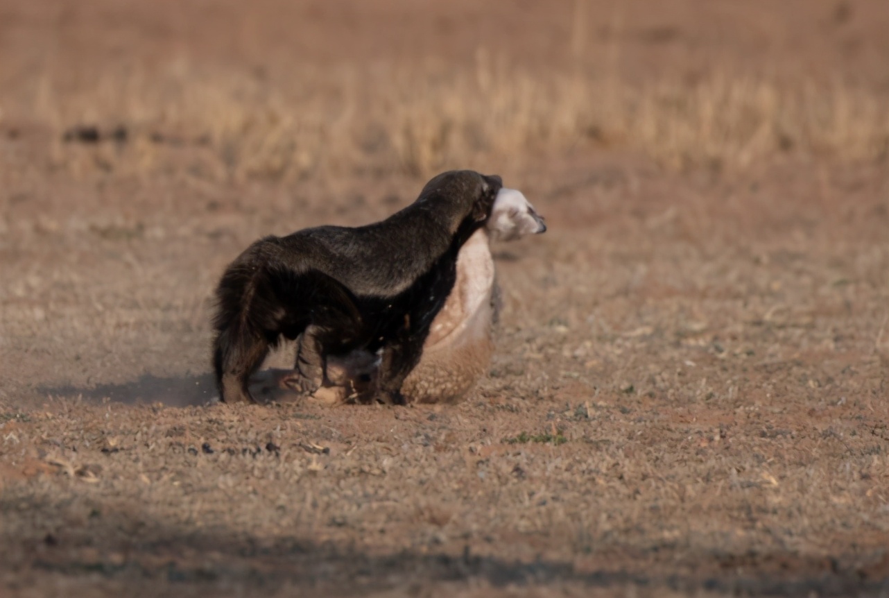 平头哥在非洲横行霸道狮子鬣狗都不放在眼里是谁给它的勇气