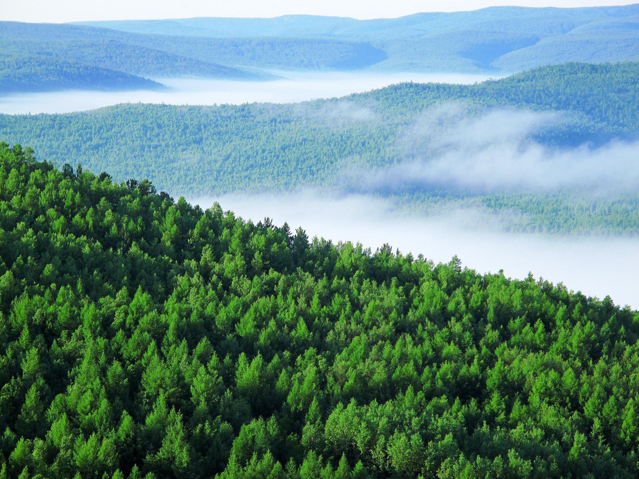 国家林业和草原局通报12起破坏森林资源典型案件加大破坏森林资源案件