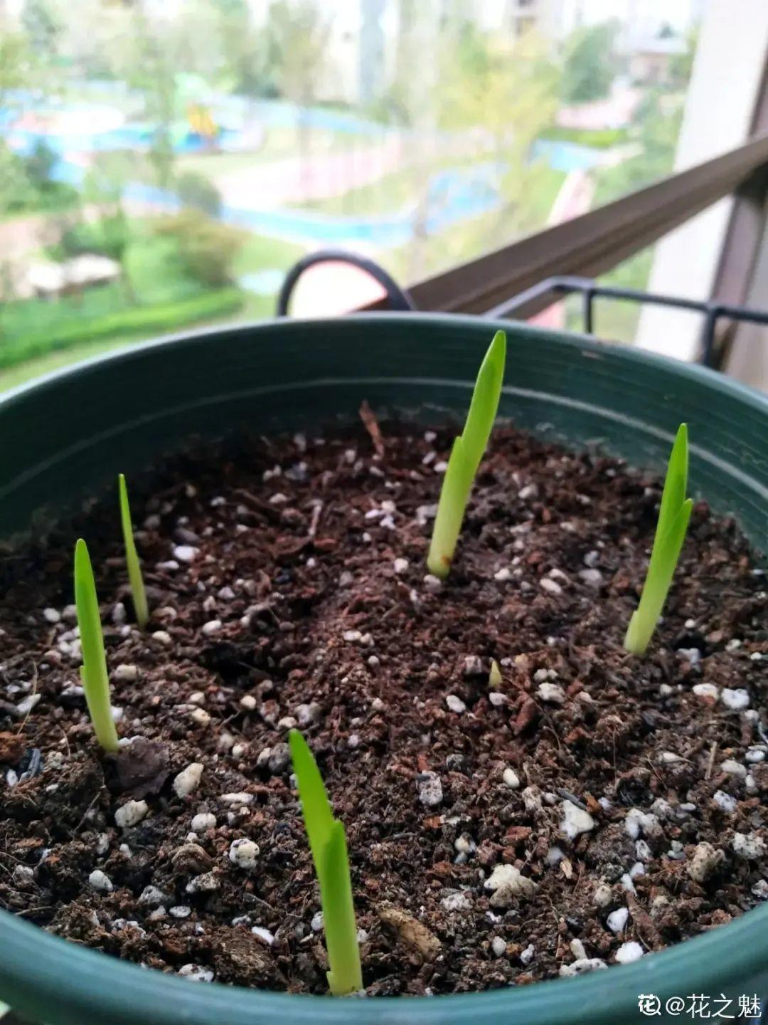 开花超香的香雪兰,夏天叶子全黄了,挖出满盆小球,大丰收!