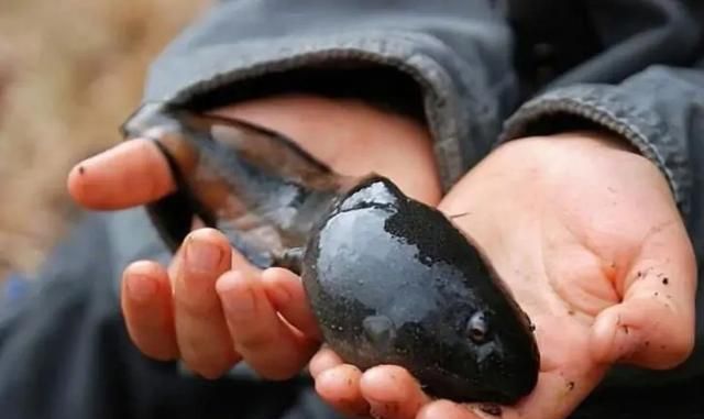 掠食者|巨蛙|青蛙_新浪新闻
