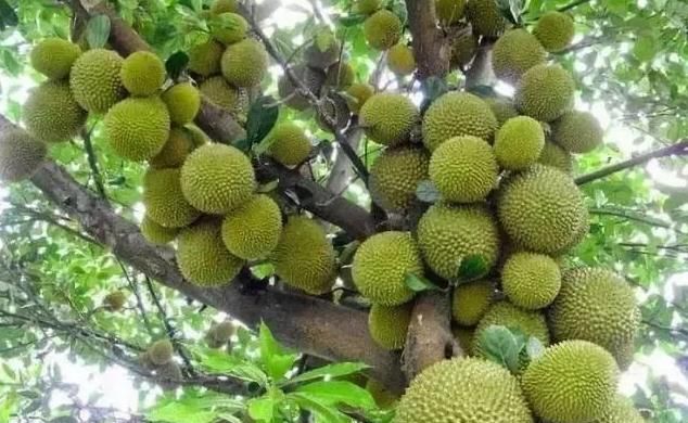 榴莲树(榴莲树适合在什么地方种植)