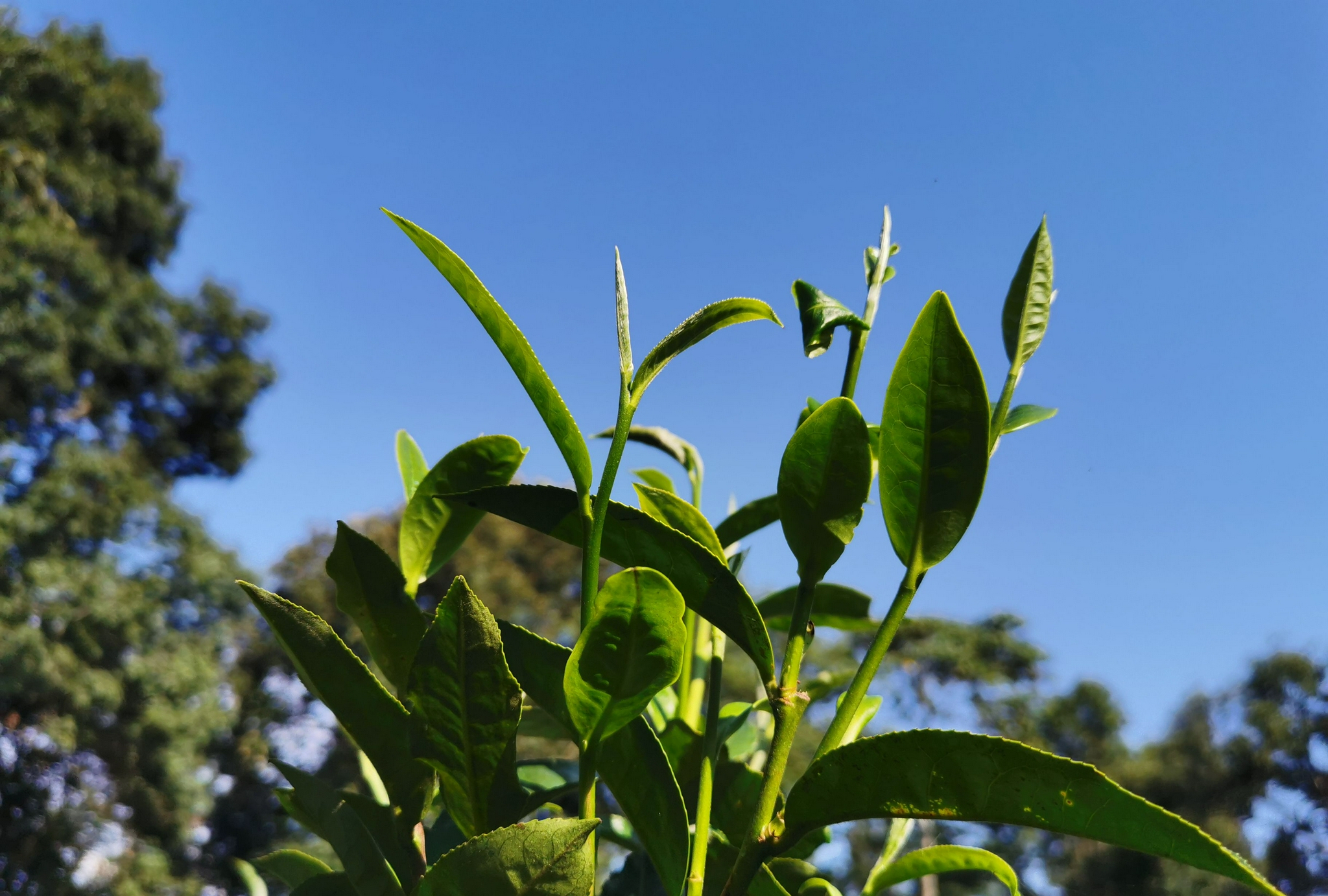 有关普洱茶拼配里的小感慨