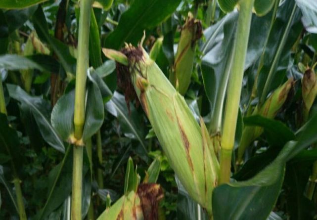 玉米三遍药,一季喷三遍,杀虫治病又增产,最多增产200斤