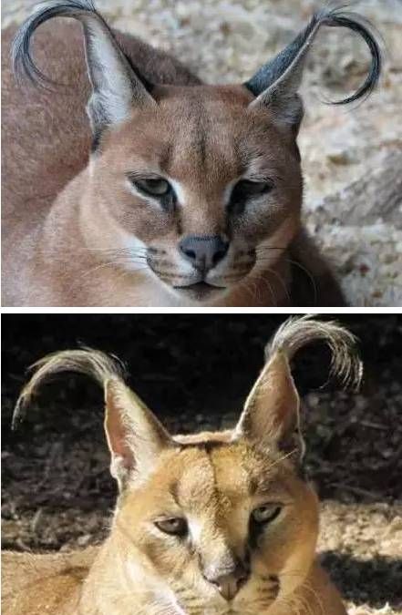 天生双马尾配烟熏妆,温柔彪悍的狞猫让人太想吸了!