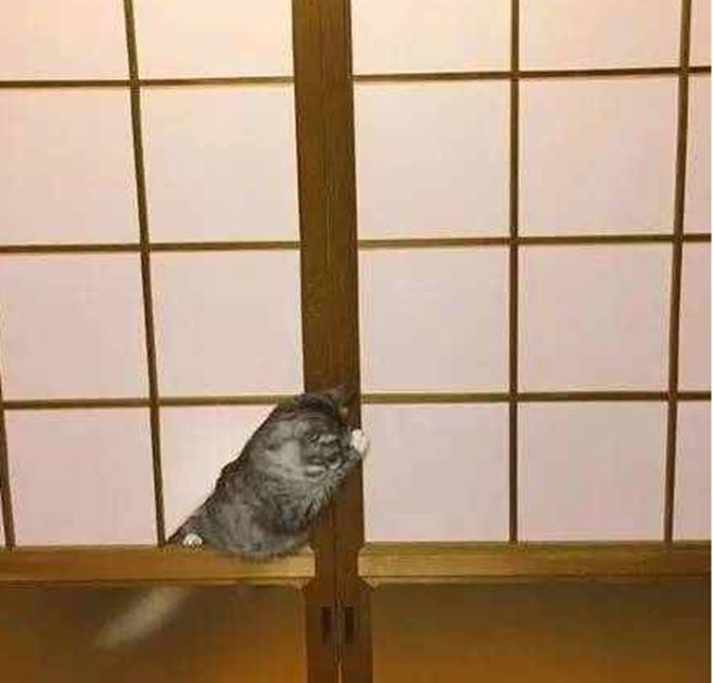 猫咪将纸窗户当玩具,三番五次捅破窗户纸,主人看了直呼心塞|窗户纸|猫