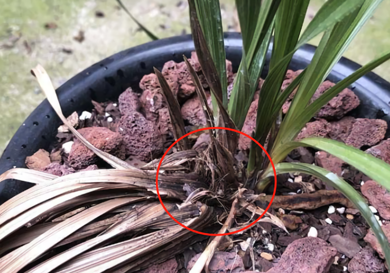 夏季兰花多发软腐病不用困扰用它就能马上搞定