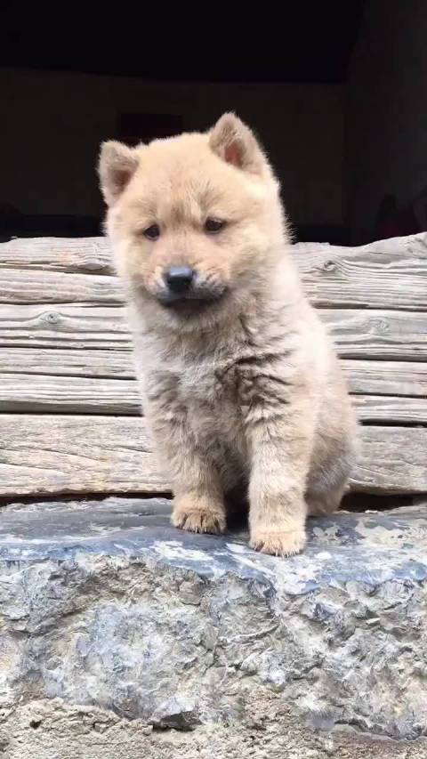 虎头虎脑的歪头杀,好可爱的一只中华田园犬