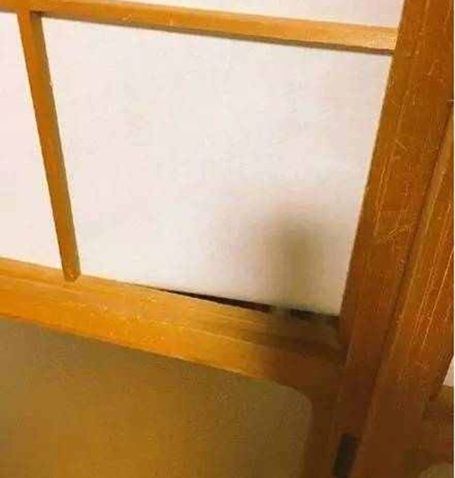 猫咪将纸窗户当玩具,三番五次捅破窗户纸,主人看了直呼心塞|窗户纸|猫