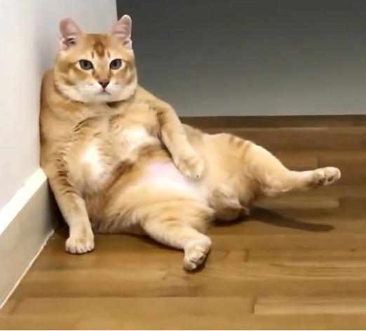 橘猫被女主人宠成猪样,躺下后起身都困难,呆萌造型简直太逗了|猫咪