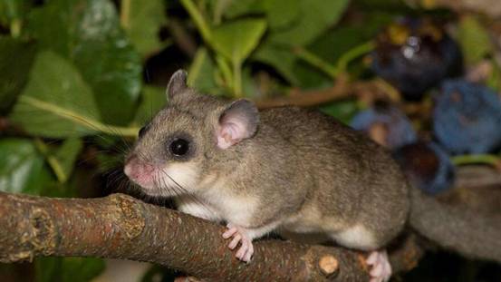 澳大利亚爆发数十年不遇的鼠灾专家却束手无策只祈祷冬天快来