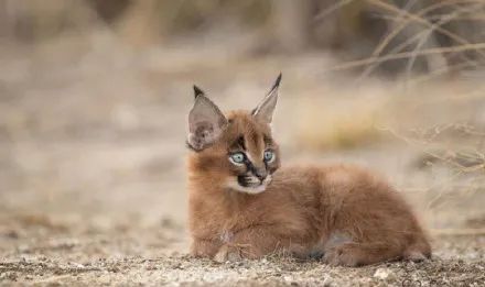 天生双马尾配烟熏妆,温柔彪悍的狞猫让人太想吸了!