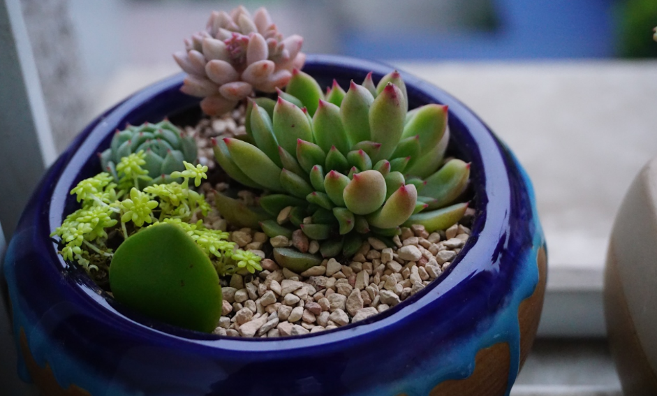 一款冷门多肉木偶人好养又漂亮新人入坑不后悔