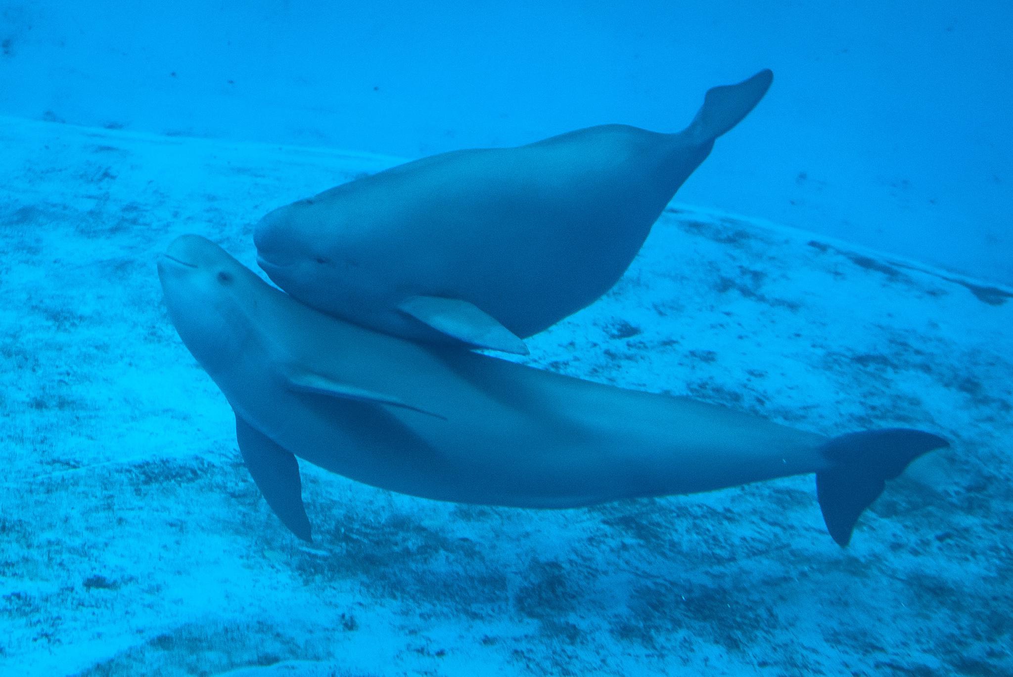 正文  在中国科学院水生生物研究所白鱀豚馆里,生活着一对江豚母子