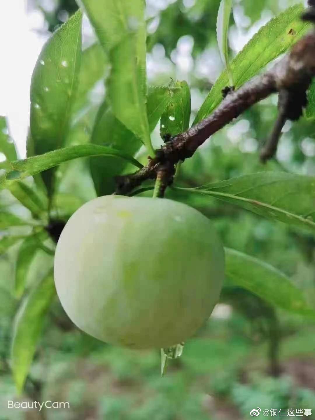 沿河县沙子空心李上市了需要的私信我