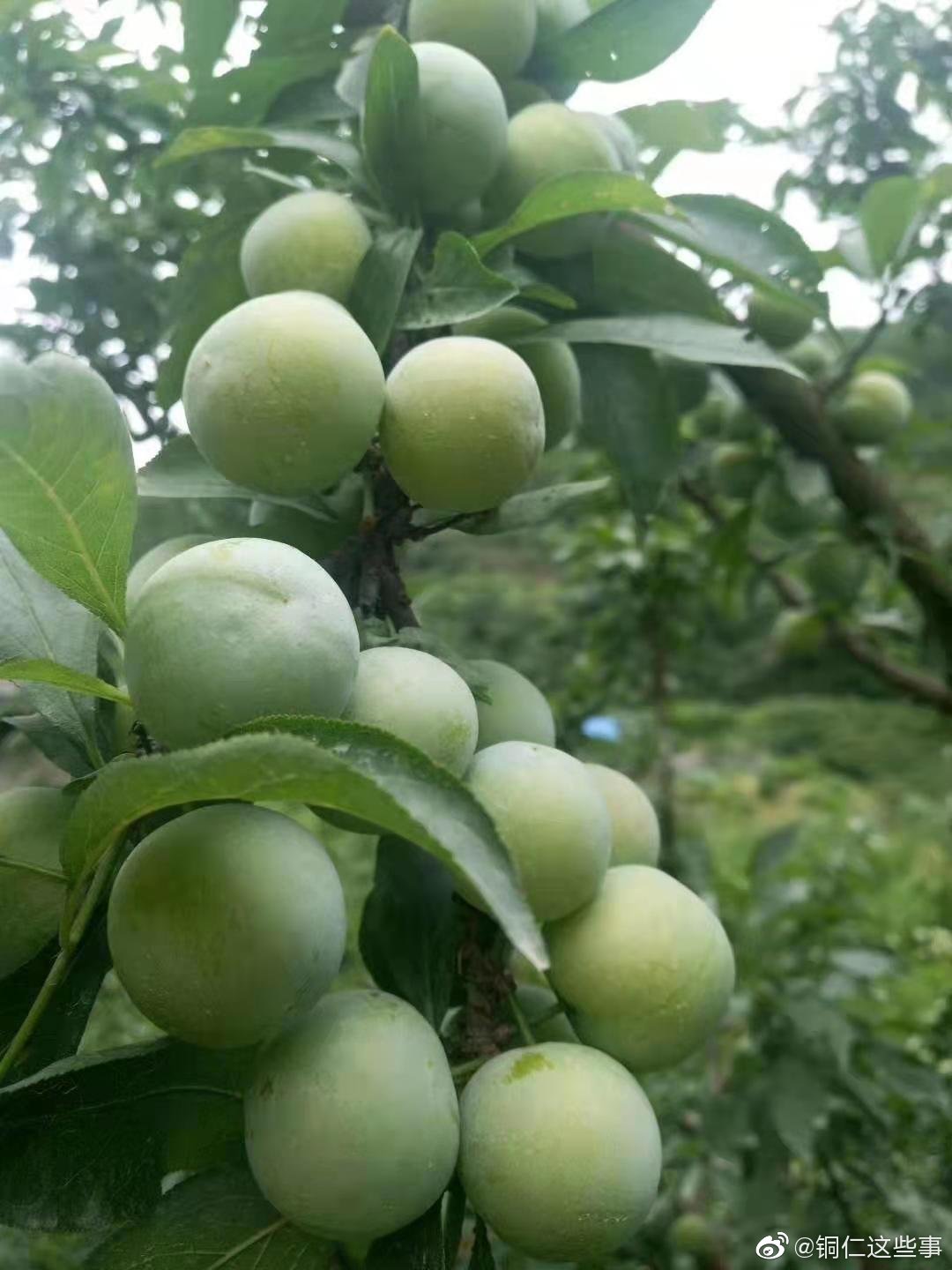 沿河县地标特产沙子空心李成熟了