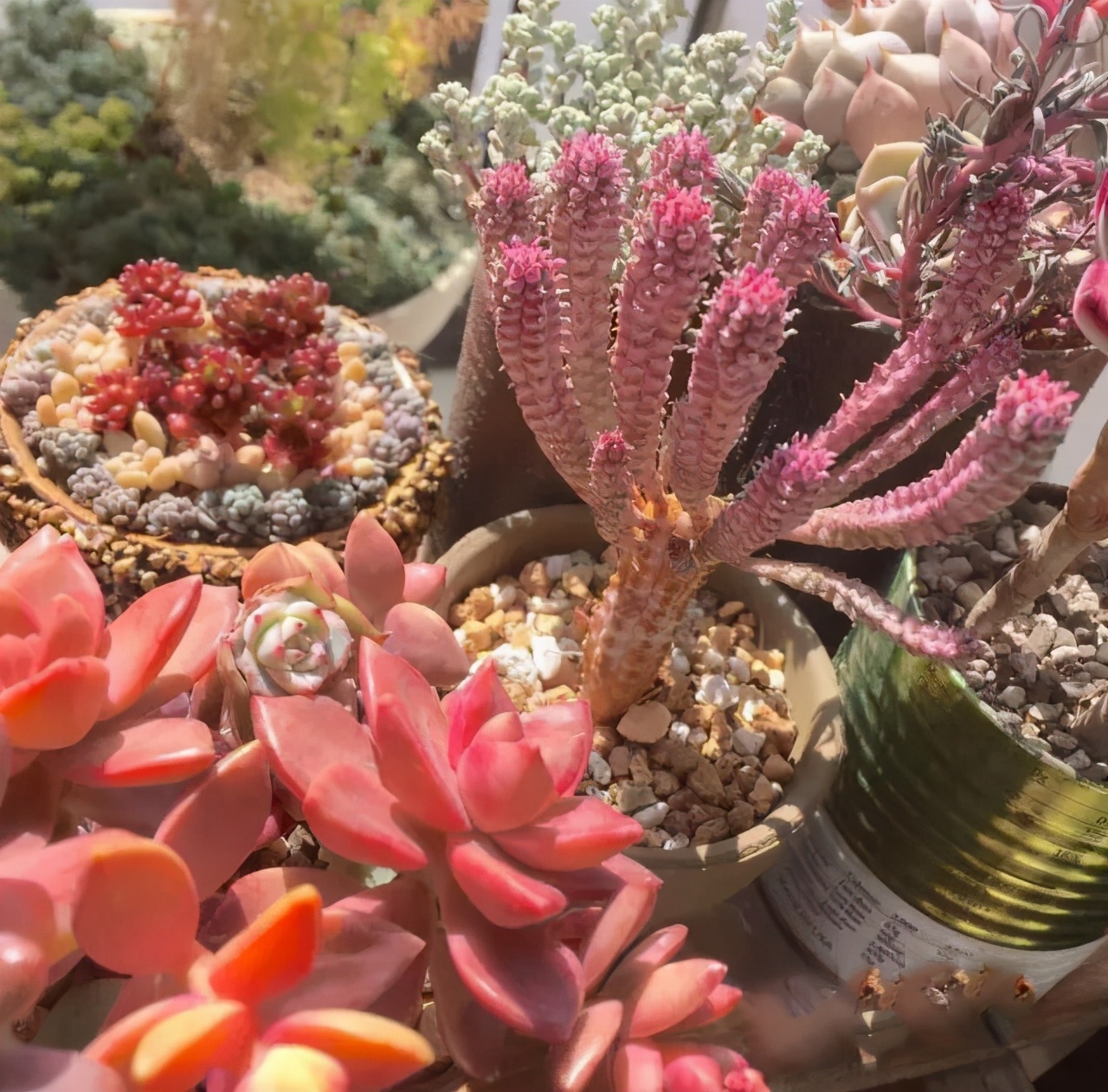 夏天养几种耐热多肉不怕酷暑不用休眠想养死都难